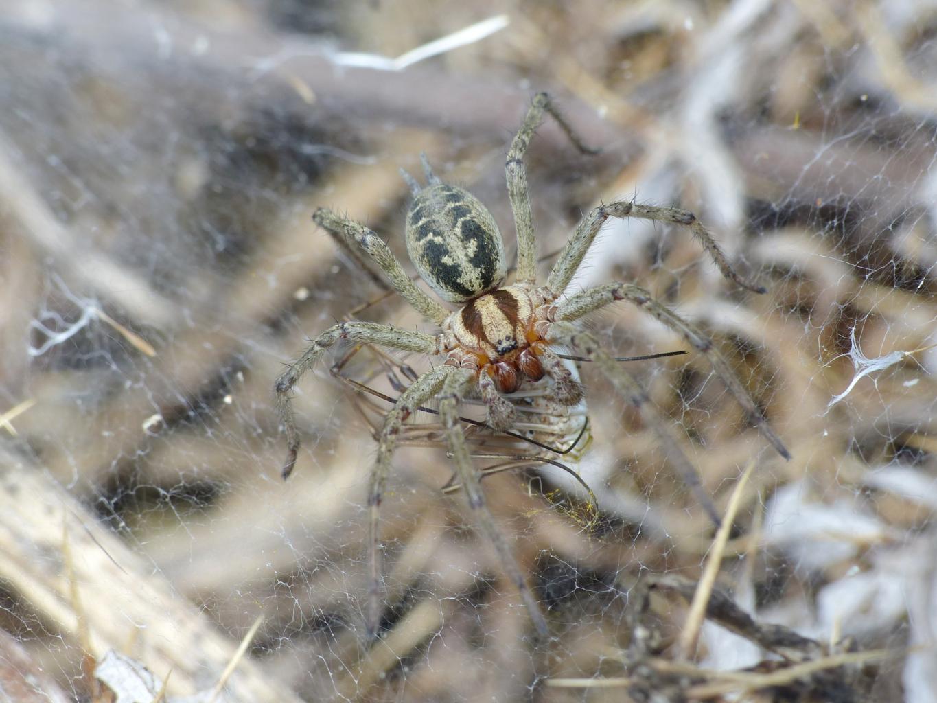 Agelena labyrinthica - Tolfa (RM)